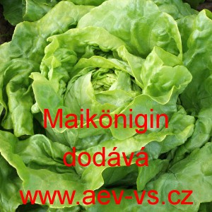 Sal&aacute;t hl&aacute;vkov&yacute; Maik&ouml;nig