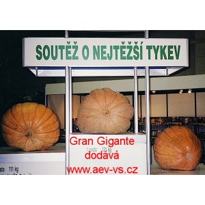 Tykev velkoplodá Gran Gigante Maxi