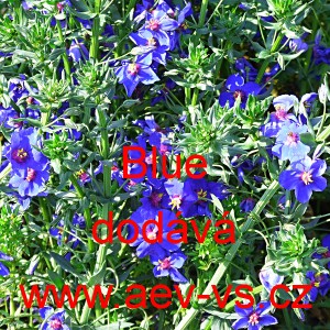 Drchnička velkokvětá lnolistá Blue