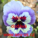 Maceška zahradní Adonis