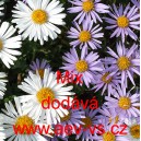 Hvězdnice alpská Mix