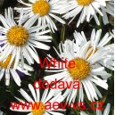 Hvězdnice alpská White