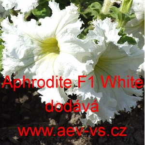 Petúnie velkokvětá třepenitá Aphrodite F1 White
