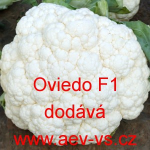 Květák hybridní Oviedo F1