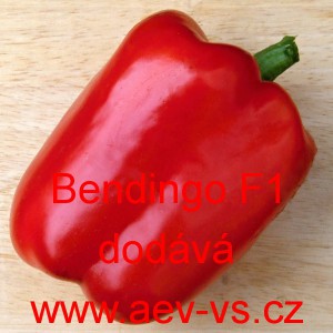 Paprika roční zeleninová hybridní Bendigo F1