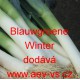 Pór zahradní Blauwgroene Winter