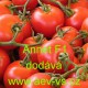 Rajče polotyčkové hybridní Annet F1